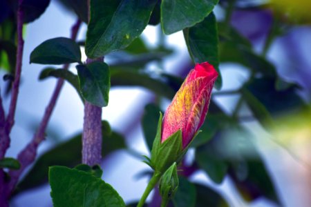 Flora Leaf Plant Flower
