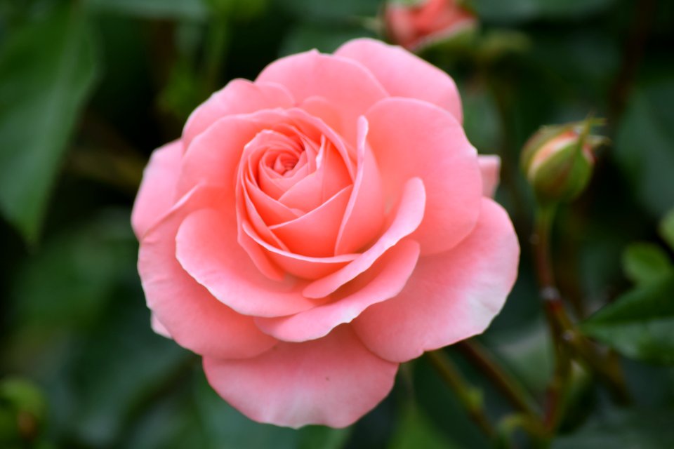 Flower Rose Rose Family Pink