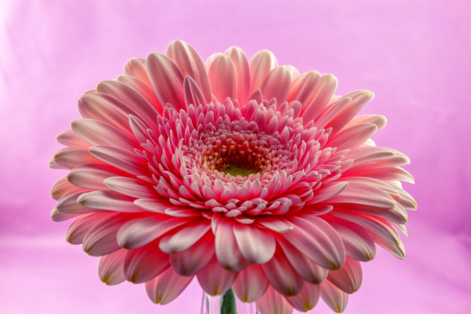 Flower Pink Flowering Plant Gerbera photo