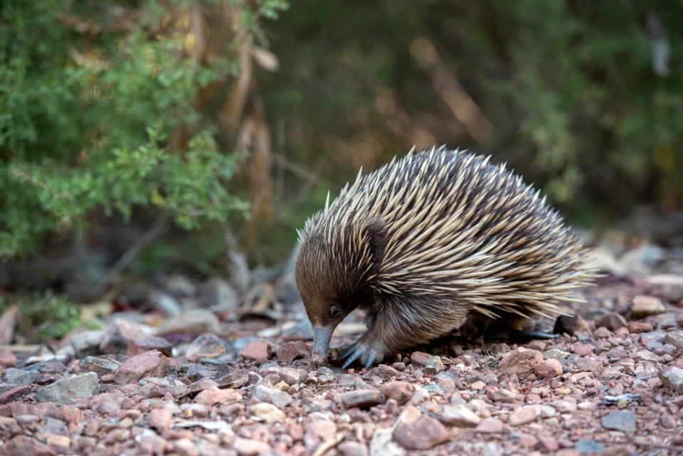 Echidna Monotreme Mammal Domesticated Hedgehog