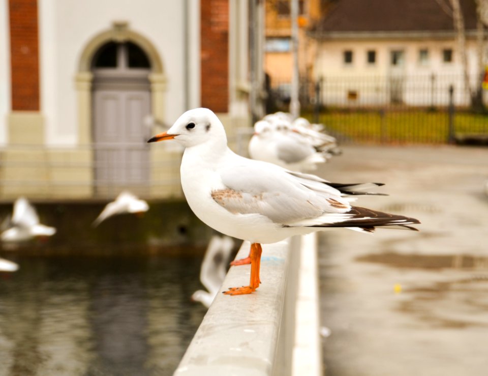 Bird Seabird Gull Beak