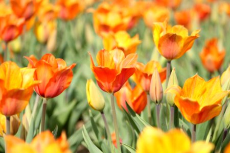 Orange Tulip Field photo