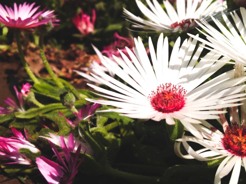 Close-up Photo Of A White Petaled Flowers