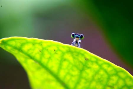 Leaf Water Macro Photography Insect photo