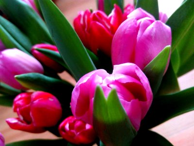 Close-Up Photography Of Tulips photo