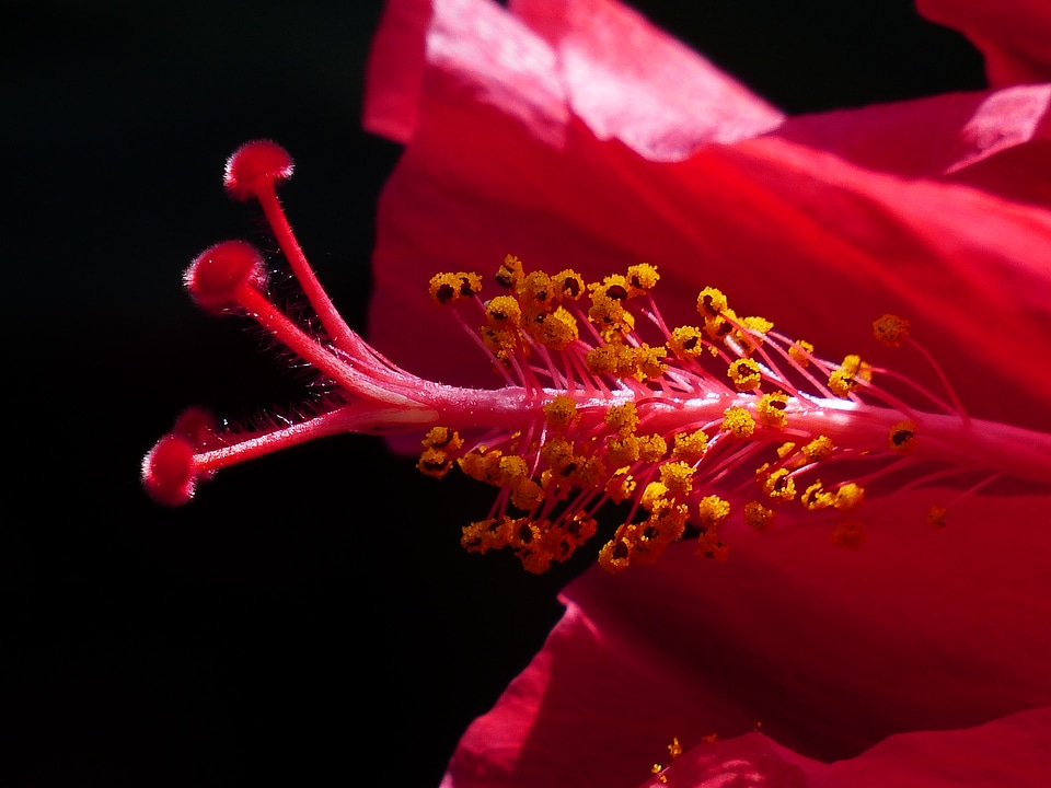 Blossom bloom hibiscus