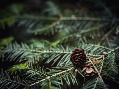 Close-Up Photography Of Brown Pine Cone On Green Leaves photo