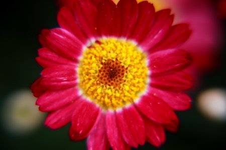 Shallow Focus Photography Of Pink Flower photo