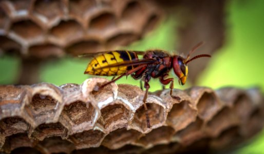 Yellow Jacket Wasp On Hive Closeup Photography