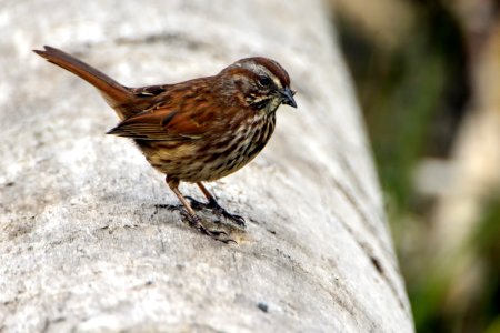 Close Up Photo Of Brown Sparrow Bird photo
