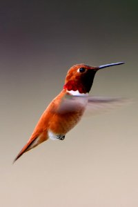 Closeup Photography Of Humming Bird photo