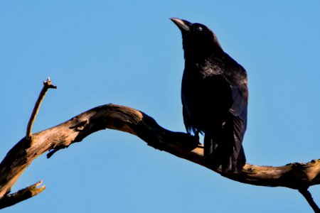Black Bird On Top Of Brown Driftwood photo