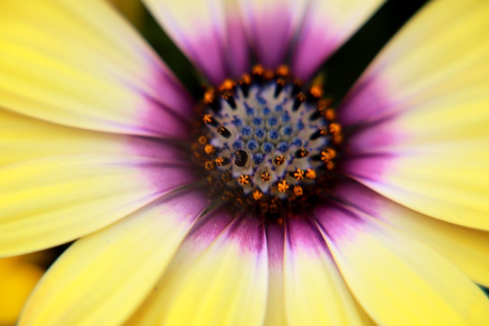 Yellow And Pink Flower