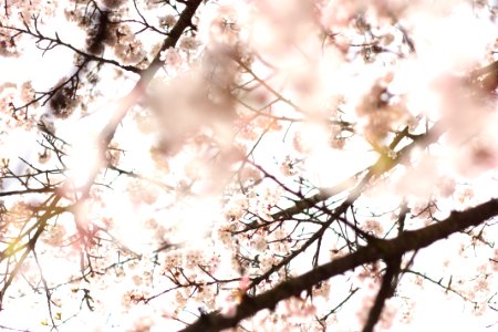 Cherry Blossoms photo