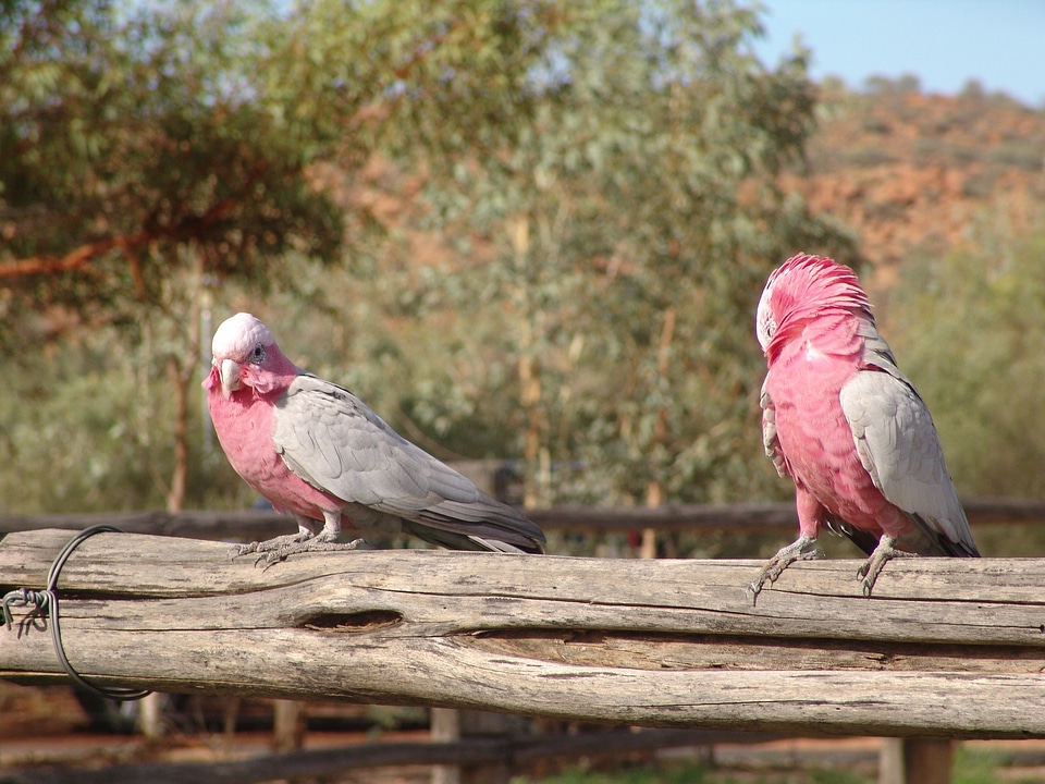 Bird australia pink