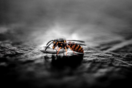 Gravid Yellow Jacket Wasp Closeup Photography photo
