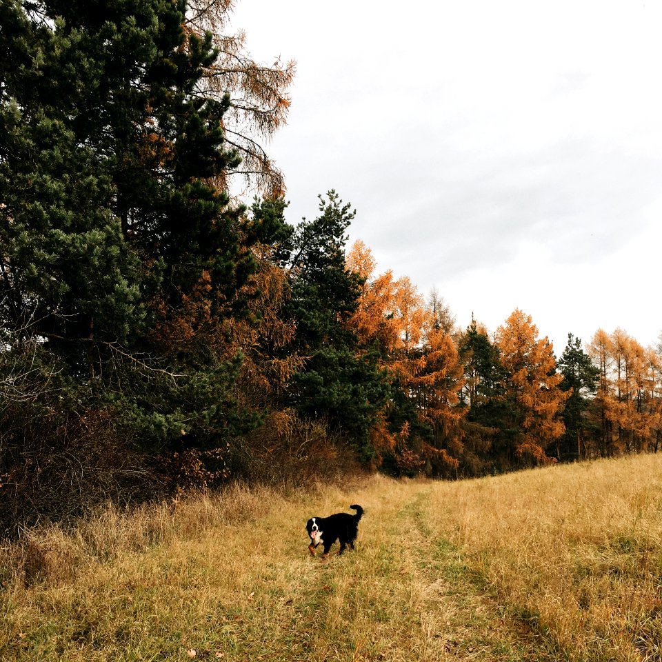 Short-coated Black And White Dog Standing In Forest