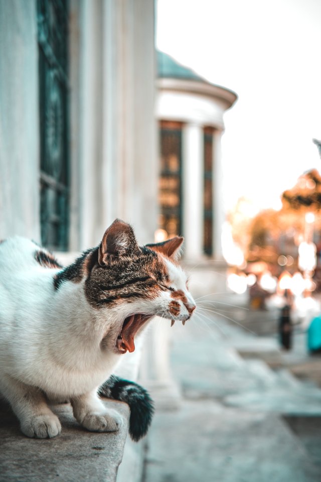 Calico Cat On Gray Concrete Stair