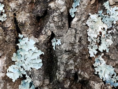 Close-up Photo Of Tree Bark