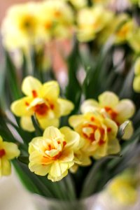 Selective Focus Photography Of Yellow-and-orange Petaled Flowers photo