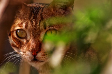 Selective Focus Photo Of Brown Tabby Cat photo