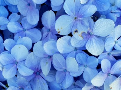 Close-up Photo Of Blue Petaled Flowers photo