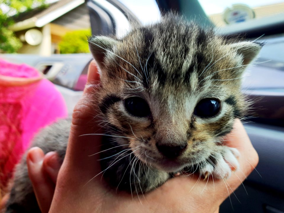 Closeup Photography Of Short-fur Brown And Black Kitten