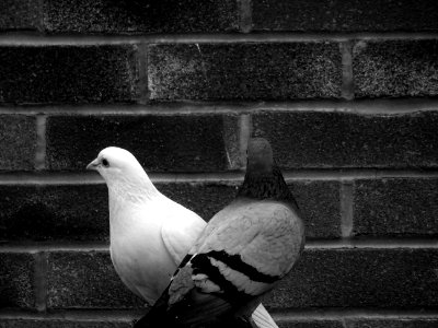Grayscale Photo Of Tow Pigeons photo