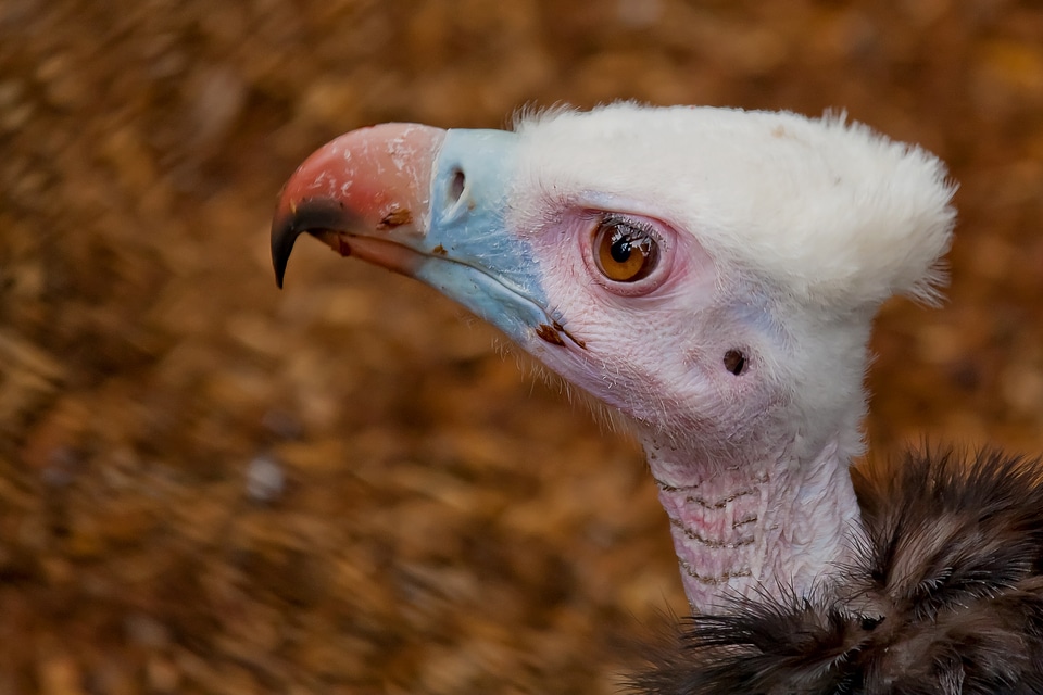 Plumage animal animal world