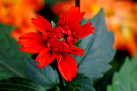 Flower Plant Flora Flowering Plant photo