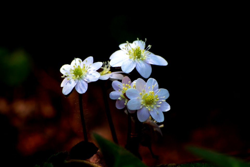 Flower Flora Plant Spring