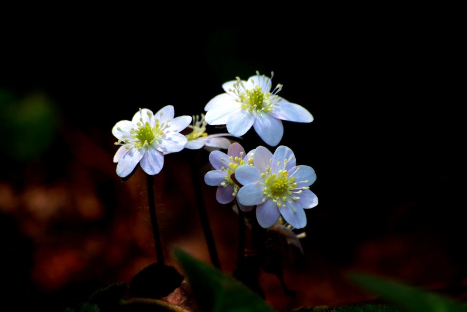 Flower Flora Plant Spring photo