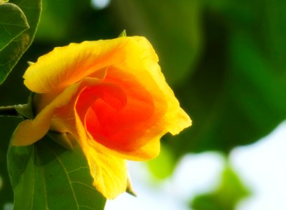 Yellow Flower Rose Family Close Up photo