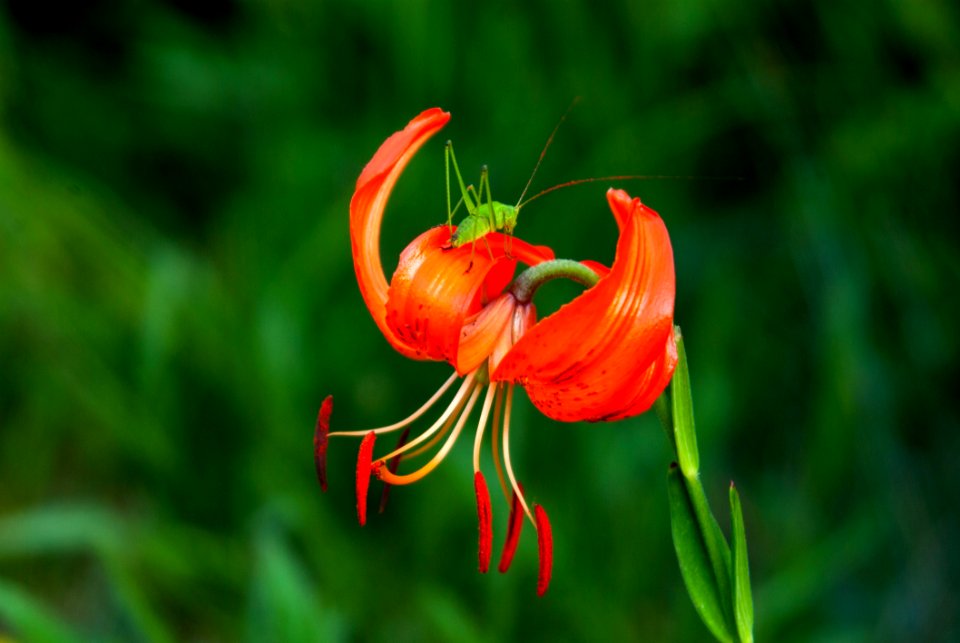 Flower Lily Flora Wildflower