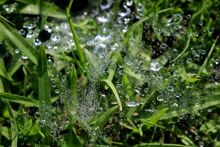 Water Dew Moisture Spider Web photo
