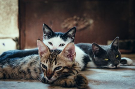Three Short-fur Assorted-color Cats photo