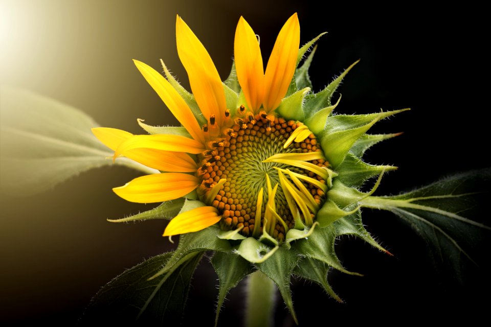 Flower Yellow Sunflower Flora