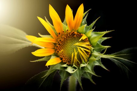 Flower Yellow Sunflower Flora