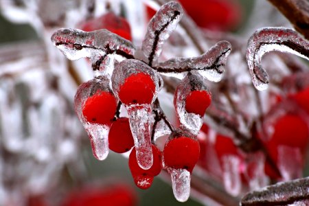 Berry Freezing Winter Macro Photography photo