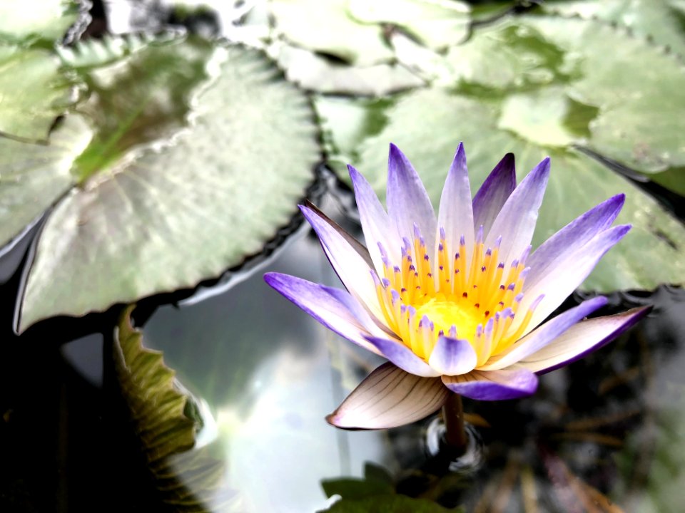 Flower Plant Flora Purple