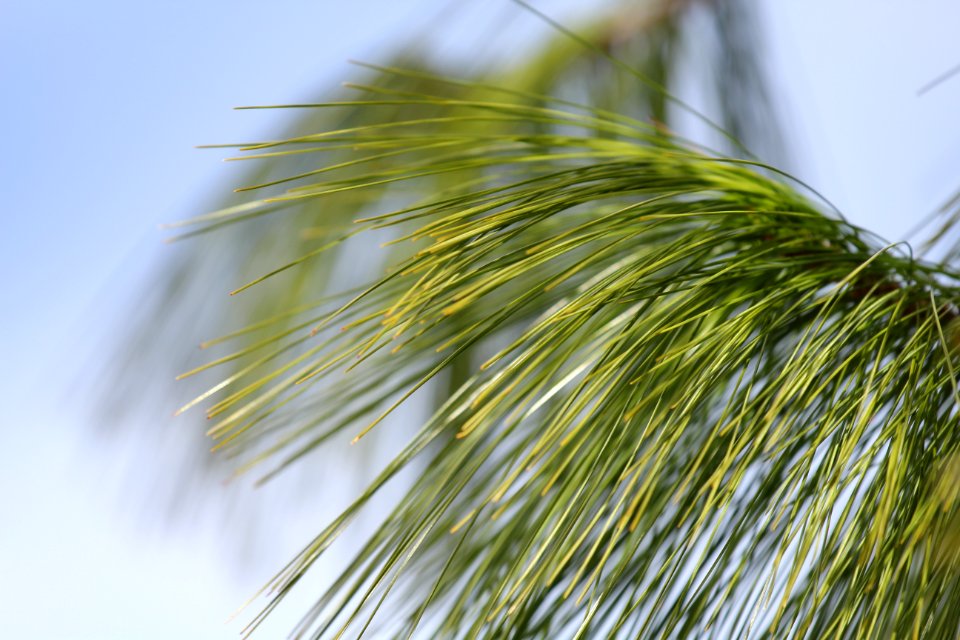 Close Up Leaf Grass Grass Family