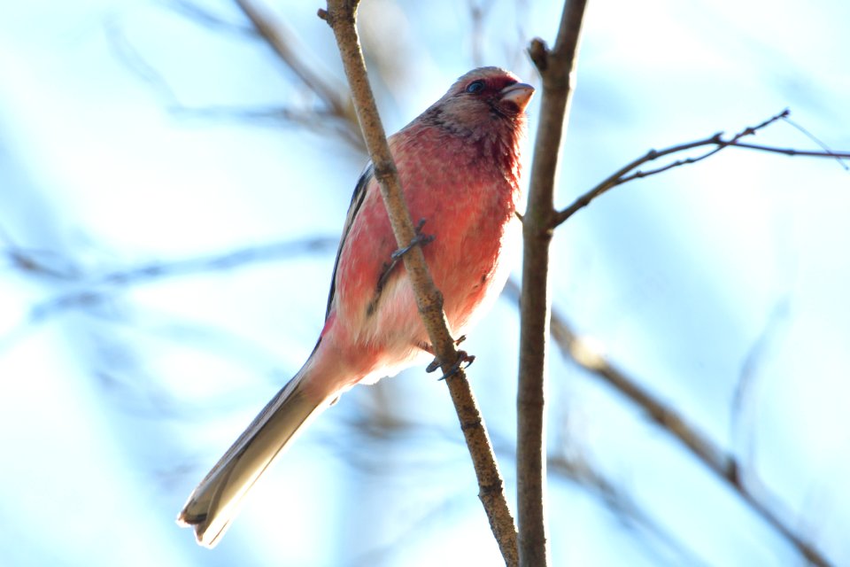 Bird Beak Fauna Finch