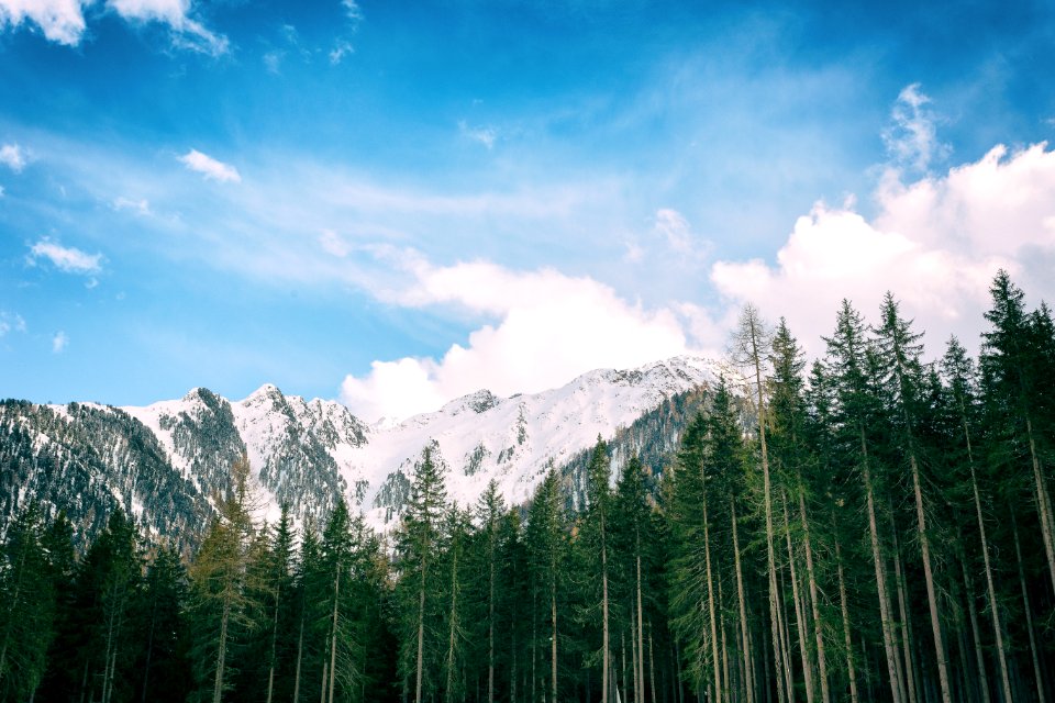 Green Leafed Trees With Snowy Mountain Background