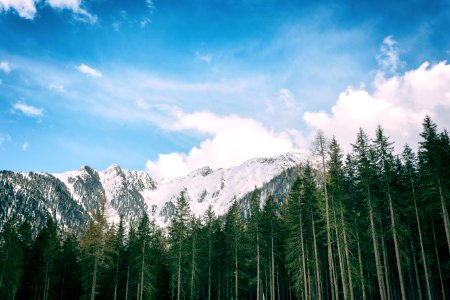 Green Leafed Trees With Snowy Mountain Background