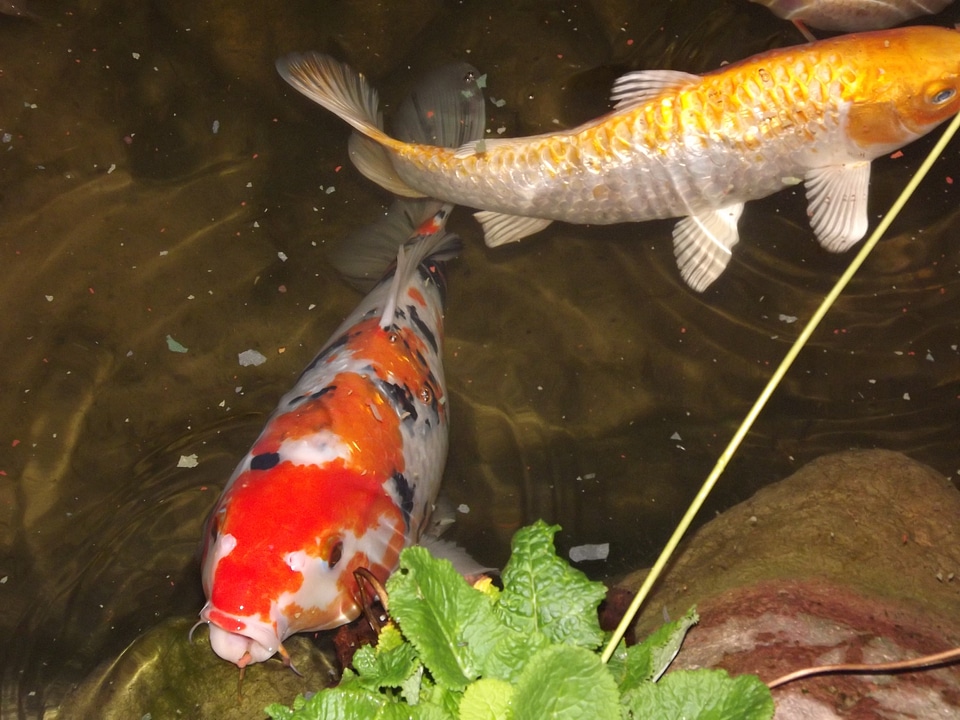 Garden pond fish japanese