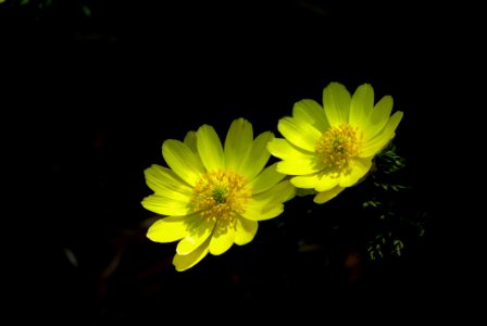Flower Flora Yellow Wildflower
