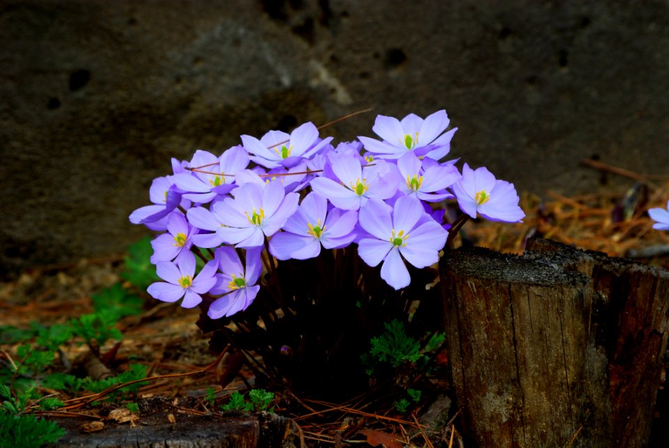 Flower Plant Flora Flowering Plant