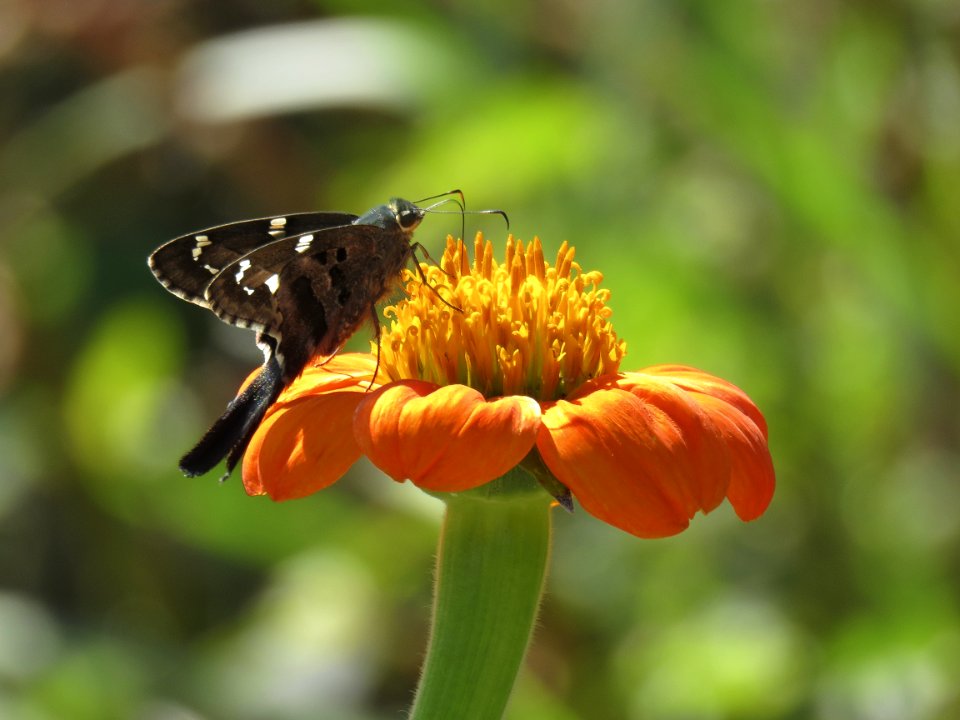 Butterfly Insect Moths And Butterflies Nectar photo