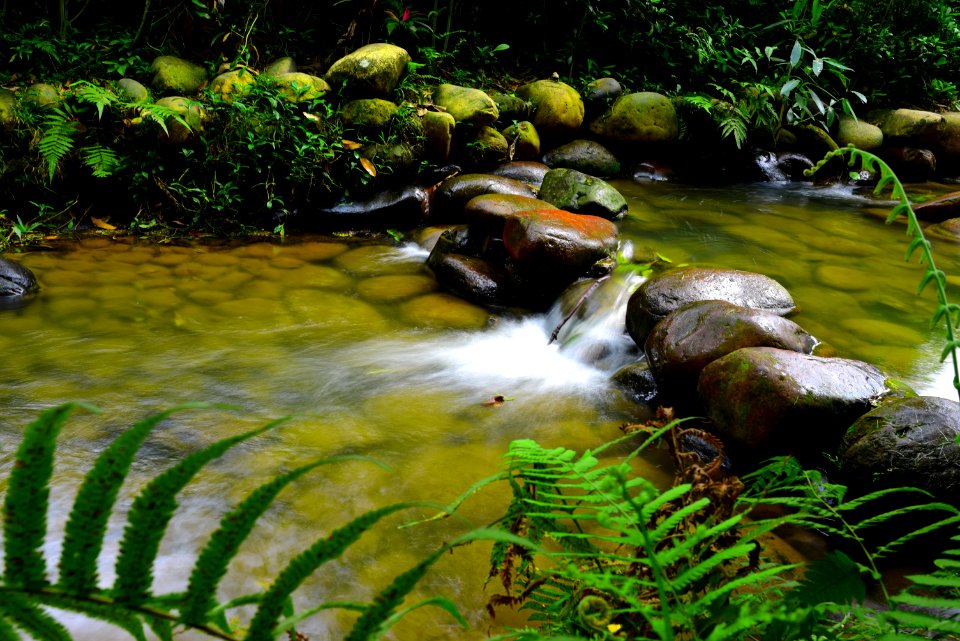 Water Nature Green Vegetation
