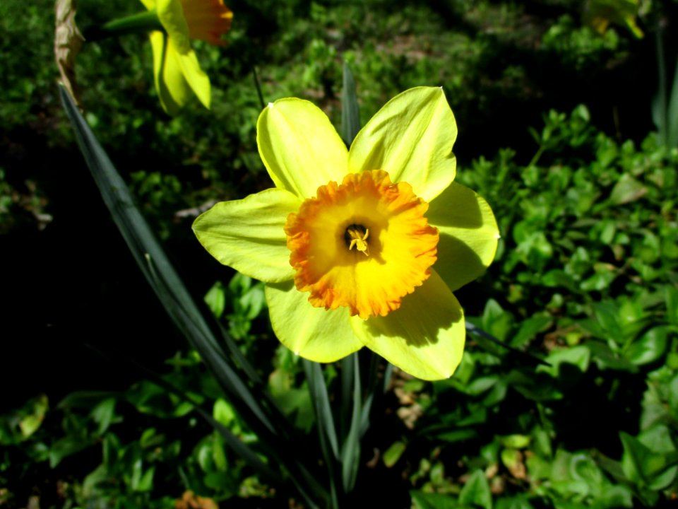 Flower Yellow Plant Flora